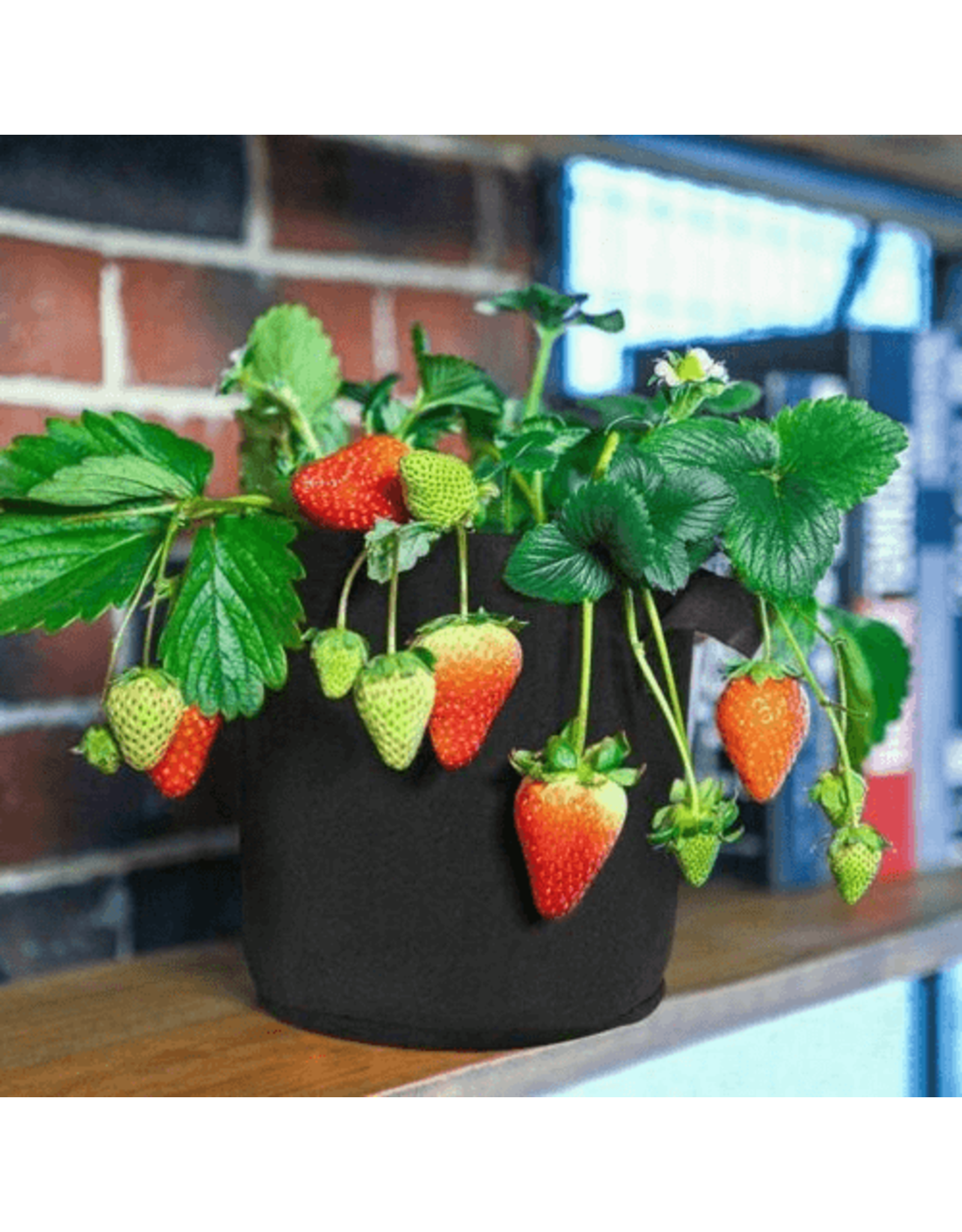 Spider Farmer Smart Pot Spider Farmer 41,5 L Set van 5