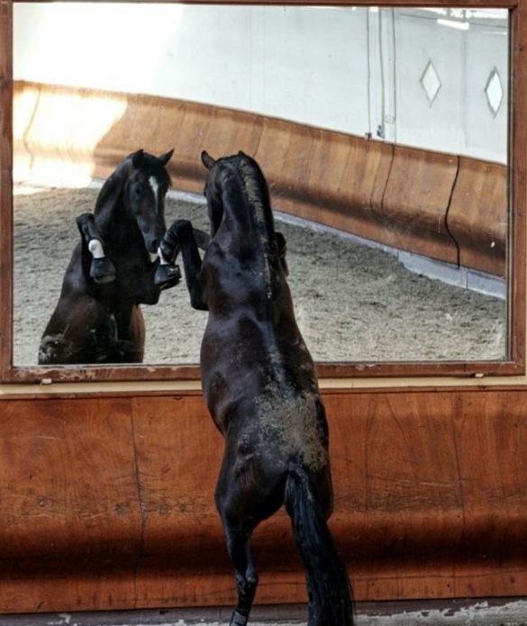 10 CREATIEVE MANIEREN OM TE VERTELLEN DAT JE VAN JE PAARD GEVALLEN BENT