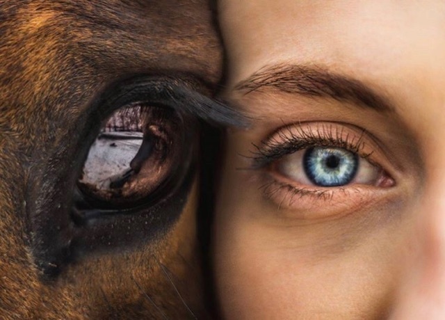 10X DINGEN WAAR ALLE PAARDEN VAN HOUDEN