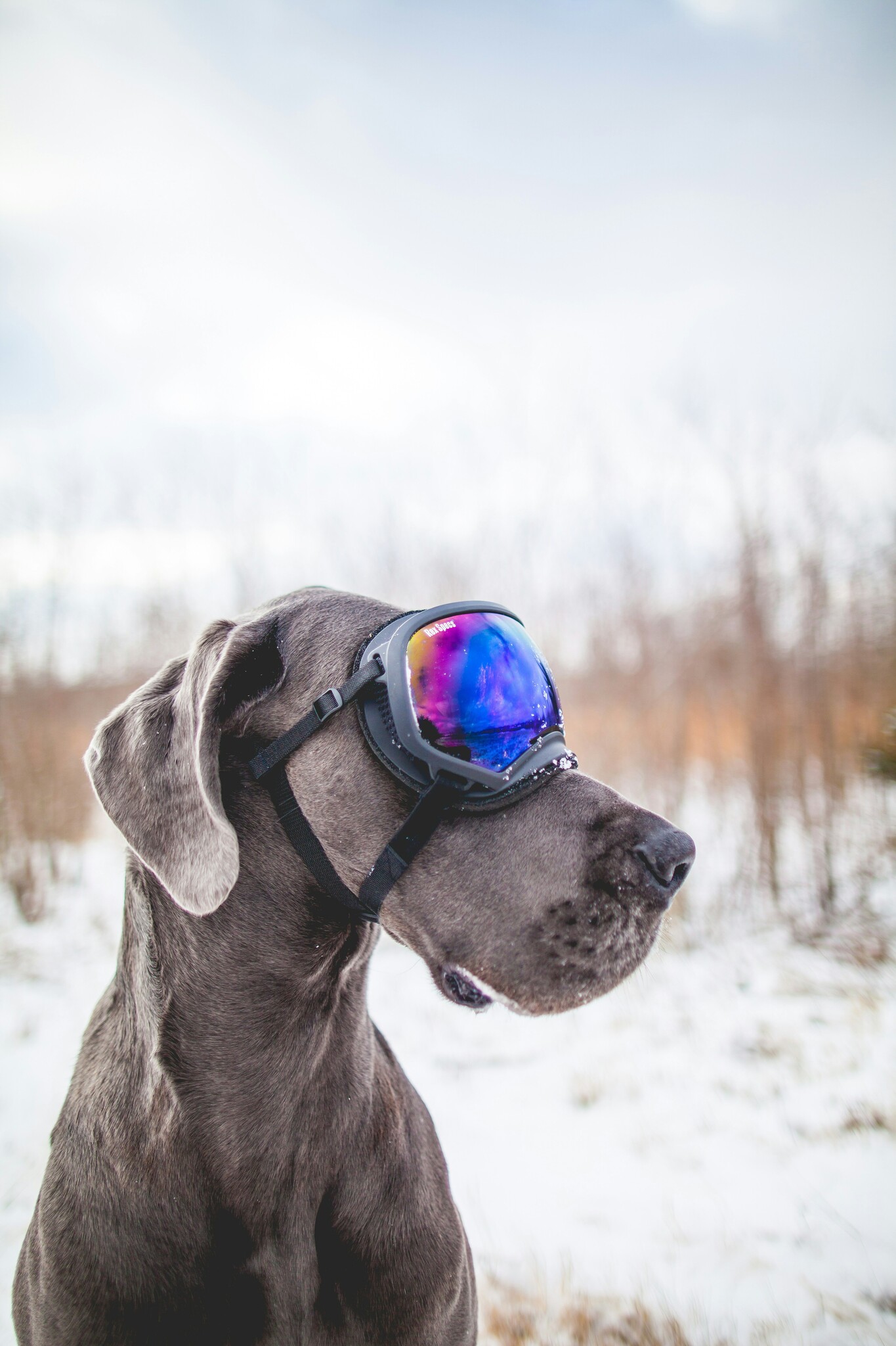 Skihelm-online-skibril-hond