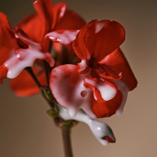 Aromatica Quinoa Protein Hair Ampoule Aromatica Quinoa Protein Hair Ampoule