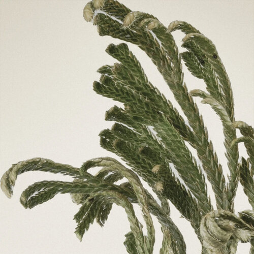 Abib Collagen Eye Patch Jericho Rose Jelly Abib Collagen Eye Patch Jericho Rose Jelly