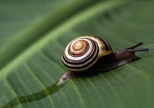 Snail Mucin