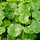 Centella Asiatica Creme