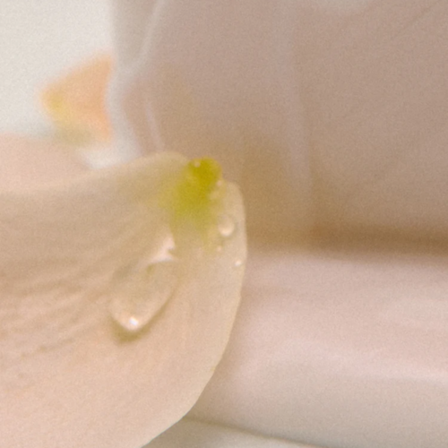 Aromatica Grace Perfume Body Lotion Rose & Geranium