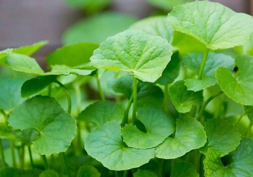 Centella asiatica Centella asiatica