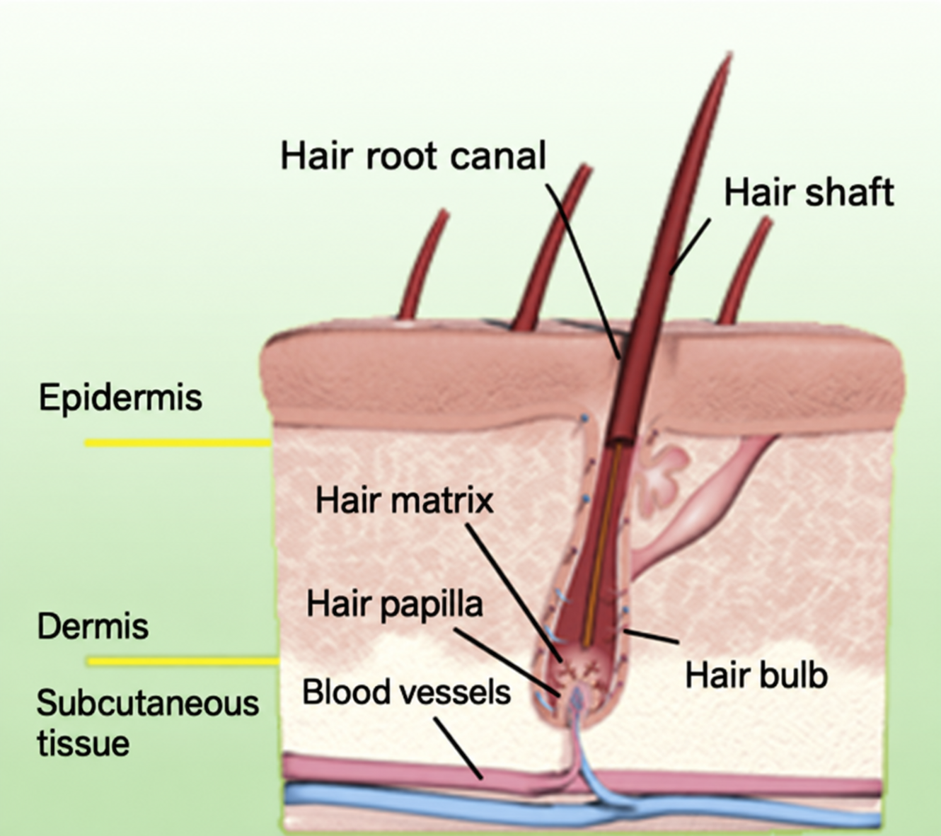 What is your scalp?