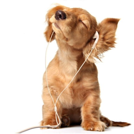Pet supplies, Garden & Outdoor equipment
