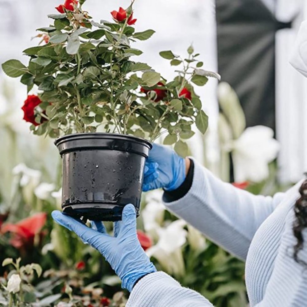 Discountershop Disposable gloves blue 200 pieces - Nitrile gloves - Powder free - Blue - size M - Nitrile 200 pieces Discountershop Disposable gloves blue 200 pieces - Nitrile gloves - Powder free - Blue - size M - Nitrile 200 pieces