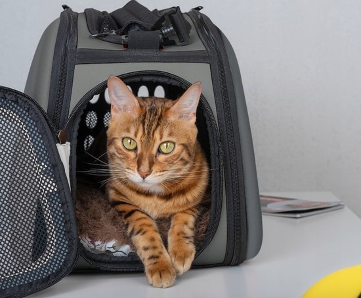 Reistas Kat Draagtas Kat tot 6 KG Reismand Kat Transporttas Kat Kattentas Stijlvolle
