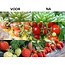 TL LED Buis Groeilamp - Full Spectrum  - 9 Watt - 60 cm
