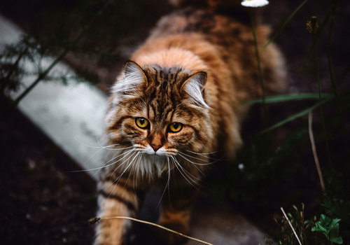 Katten voeding Katten voeding