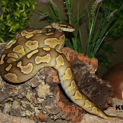 Kurk XXL, 100 x 30 cm, 1 meter lang, natuurproduct kurken, decoratie in het terrarium, knutselen, doe-het-zelf, gereinigd, extra groot kurkstuk voor knaagdieren, reptielen, vogels, sierkurk Kurk XXL, 100 x 30 cm, 1 meter lang, natuurproduct kurken, decoratie in het terrarium, knutselen, doe-het-zelf, gereinigd, extra groot kurkstuk voor knaagdieren, reptielen, vogels, sierkurk