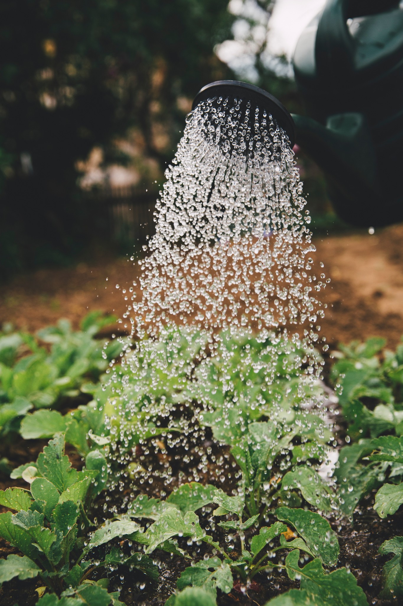 Tweedekans Lente Tuin artikelen kopen