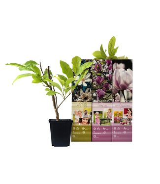 Flower-up Flower-up Set van 3 Magnolia 30-40 cm