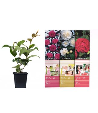 Flower-up Flower-up Set van 3 Camelia 30 – 40 cm