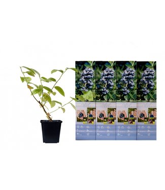 Flower-up Flower-up Set van 4 Blauwe Bes Planten 30-40 cm