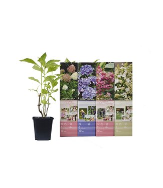 Flower-up Flower-up Set van 4 Hortensia 30 – 40 cm