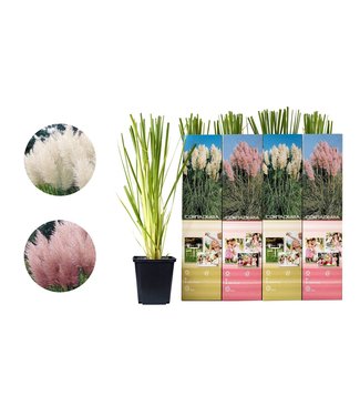 Flower-up Flower-up Set van 4 Pampasgras Planten 30-40 cm