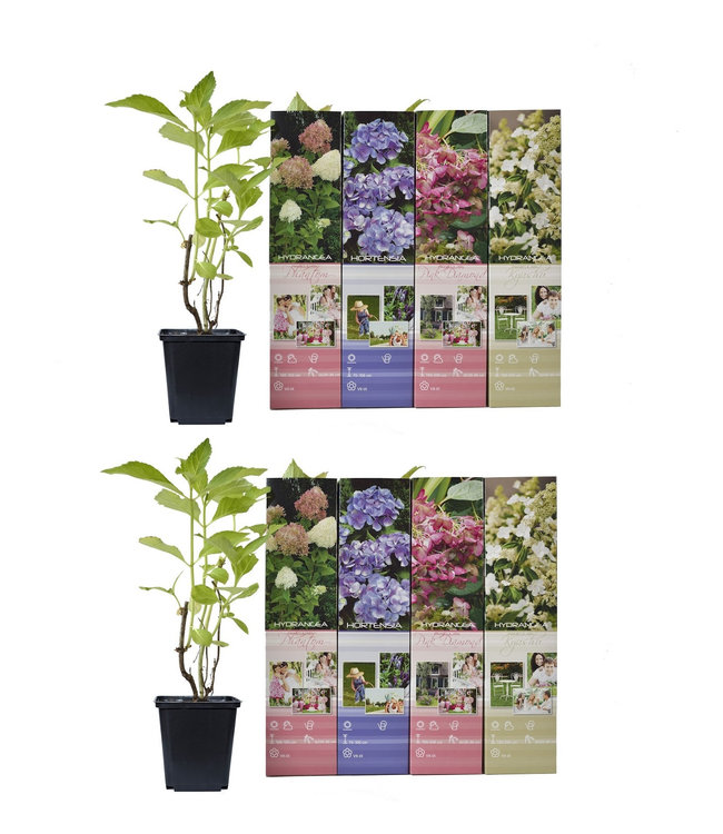 Flower-up Set van 8 Hortensia 30 – 40 cm