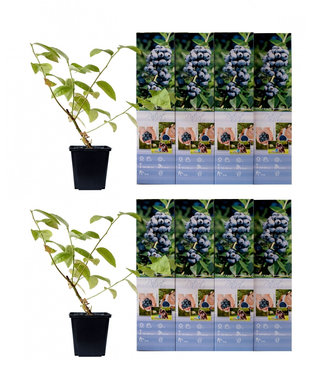 Flower-up Flower-up Set van 8 Blauwe Bes Planten 30-40 cm