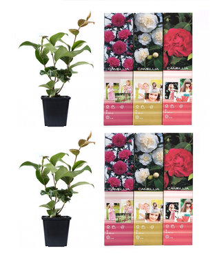 Flower-up Flower-up Set van 6 Camelia 30-40 cm