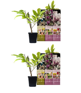 Flower-up Flower-up Set van 6 Magnolia 30-40 cm