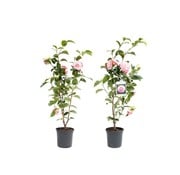 Flower-up Flower-up  Camellia XL struik 'Japanse roos' - 2 stuks