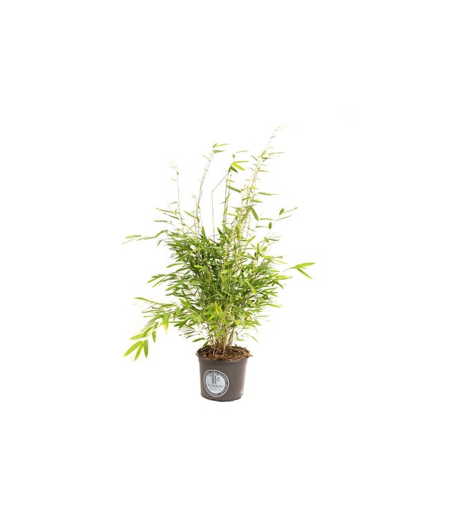 Flower-up Bamboe "Niet woekerend" Medium - Fargesia - 40-60Cm - 1 Stuk