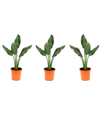 Flower-up Flower-up Exotische paradijsvogelplant - Strelitzia reginae - 3 Stuks - 25 -38 Cm - Voor Binnen en Buiten