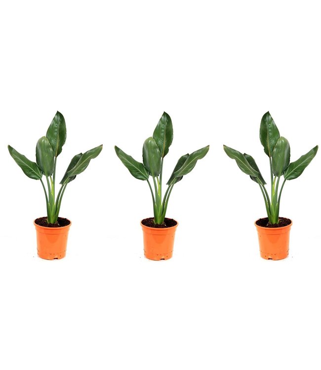 Flower-up Exotische paradijsvogelplant - Strelitzia reginae - 3 Stuks - 25 -38 Cm - Voor Binnen en Buiten