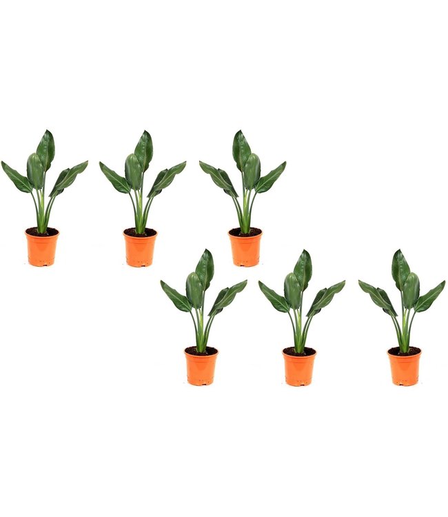 Flower-up Exotische paradijsvogelplant - Strelitzia reginae - 6 Stuks - 25 -38 Cm - Voor Binnen en Buiten