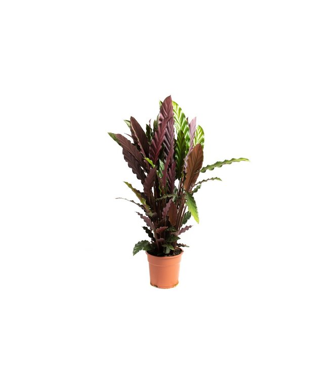 Flower-up Pauwenplant - Calathea Rufibarba - Large -  50-60Cm - 1 Stuk