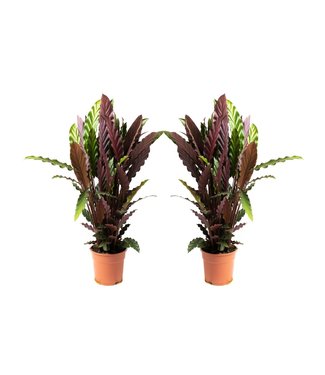 Flower-up Flower-up Pauwenplant - Calathea Rufibarba - Large -  50-60Cm - 2 Stuks