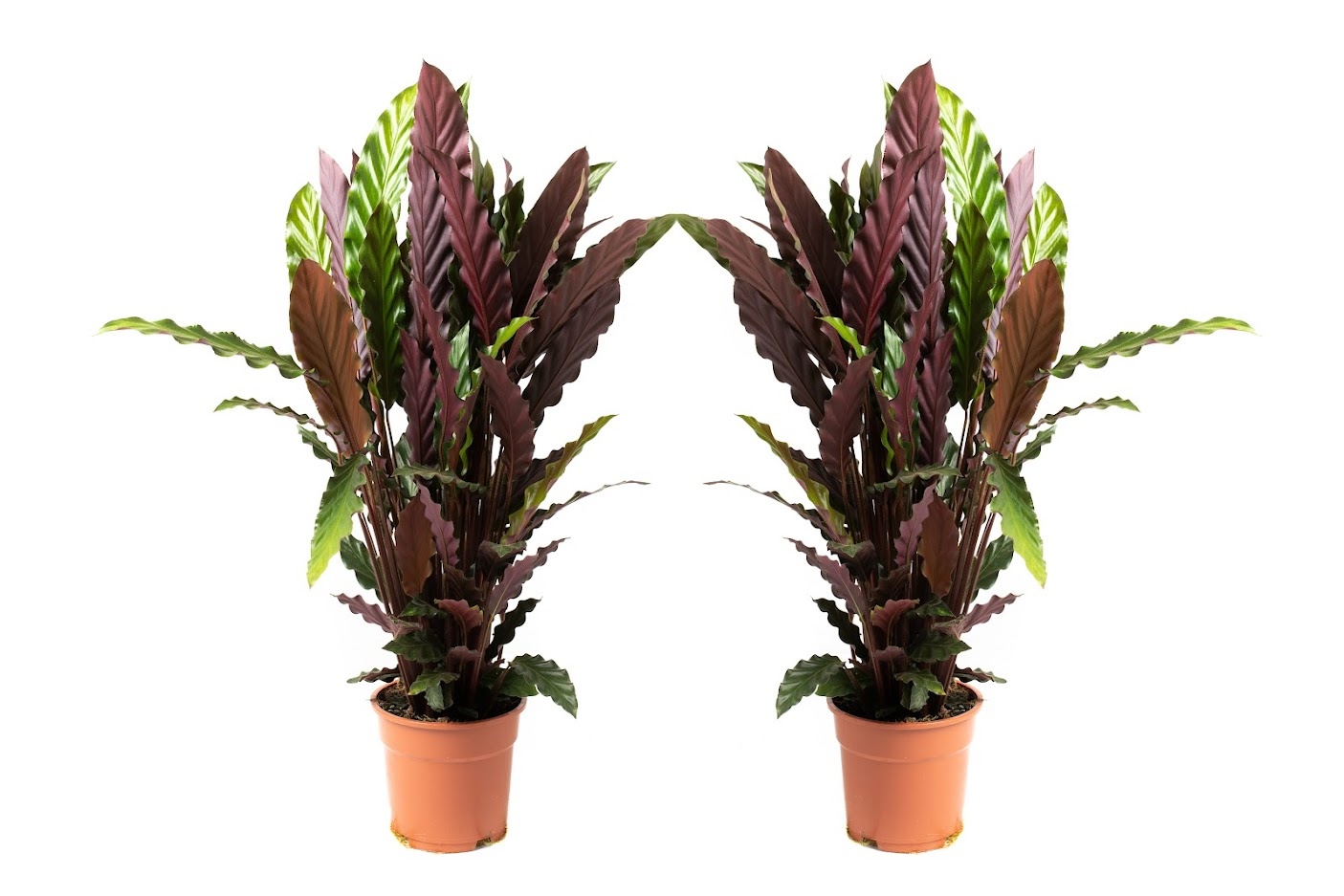 Flower-up Pauwenplant - Calathea Rufibarba - Large -  50-60Cm - 2 Stuks