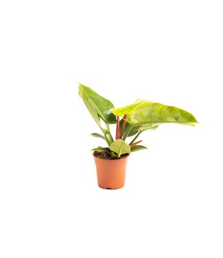 Flower-up Flower-up Philondendron Imperial Green Large - 50-60 Cm - 1 Stuk