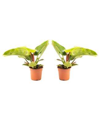 Flower-up Flower-up Philondendron Imperial Green Large - 50-60 Cm - 2 Stuks