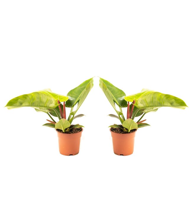 Flower-up Philondendron Imperial Green Large - 50-60 Cm - 2 Stuks