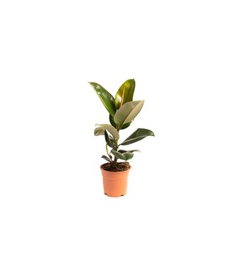 Flower-up Flower-up Rubberboom - Ficus Elastica Robusta - Large - 50-60Cm - 1 Stuk