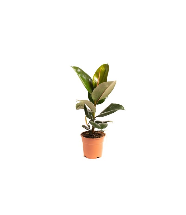 Flower-up Rubberboom - Ficus Elastica Robusta - Large - 50-60Cm - 1 Stuk