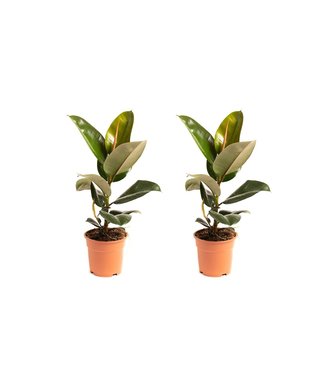 Flower-up Flower-up Rubberboom - Ficus Elastica Robusta - Large - 50-60Cm - 2 Stuks