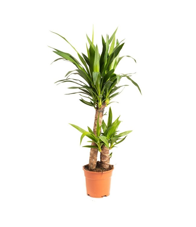 Flower-up Palmlelie - Yucca - Large - 80-85Cm - 1 Stuk