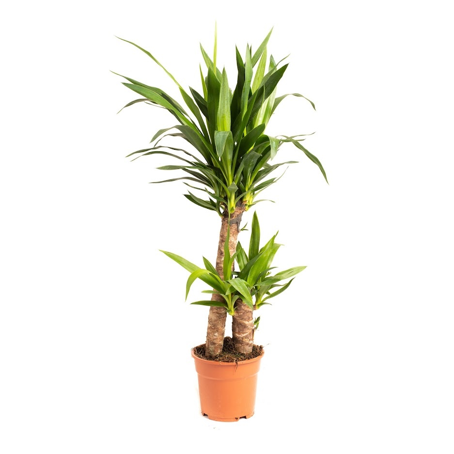 Flower-up Palmlelie - Yucca - Large - 80-85Cm - 1 Stuk