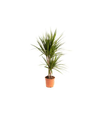 Flower-up Flower-up Drakenbloedboom - Dracaena Marginata - Large - 75-80Cm - 1 Stuk