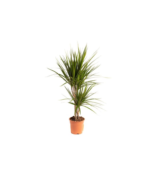 Flower-up Drakenbloedboom - Dracaena Marginata - Large - 75-80Cm - 1 Stuk