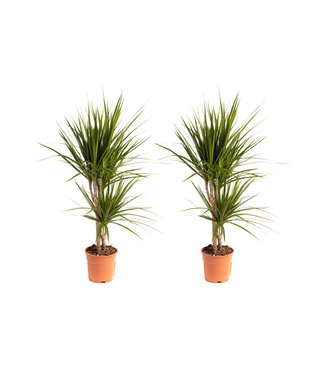 Flower-up Flower-up Drakenbloedboom - Dracaena Marginata - Large - 75-80Cm - 2 Stuks