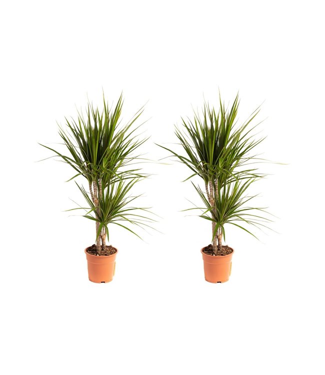 Flower-up Drakenbloedboom - Dracaena Marginata - Large - 75-80Cm - 2 Stuks