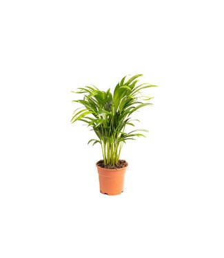 Flower-up Flower-up Areca palm - Goudpalm - Dypsis Lutescens Areca - Large - 65-70 Cm - 1 Stuk