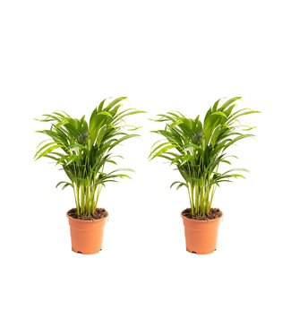 Flower-up Flower-up Areca palm - Goudpalm - Dypsis Lutescens Areca - Large - 65-70 Cm - 2 Stuks