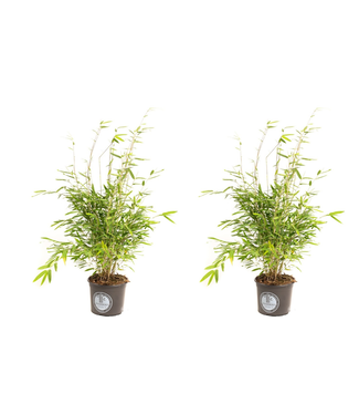 Flower-up Flower-up Bamboe "Niet woekerend" Medium - Fargesia - 40-60Cm - 2 Stuks